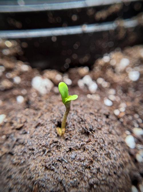 Catching The Ghost Train Haze @ Zamnesia. Week 0 - Germination