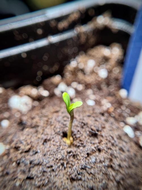 Catching The Ghost Train Haze @ Zamnesia. Week 0 - Germination
