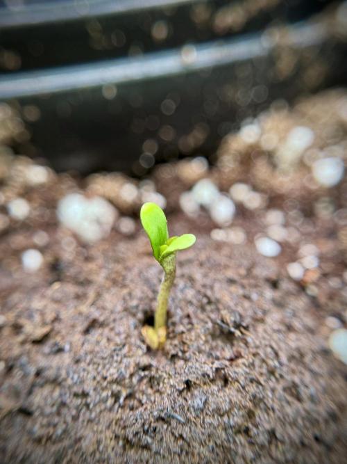 Catching The Ghost Train Haze @ Zamnesia. Week 0 - Germination