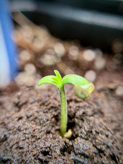 Catching The Ghost Train Haze @ Zamnesia. Week 0 - Germination