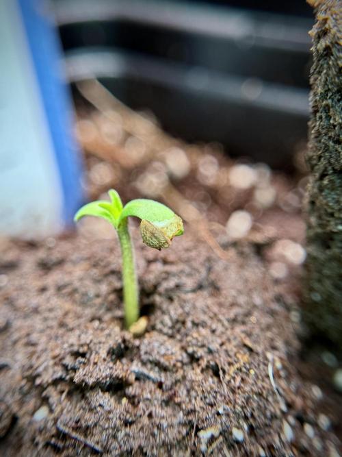 Catching The Ghost Train Haze @ Zamnesia. Week 0 - Germination