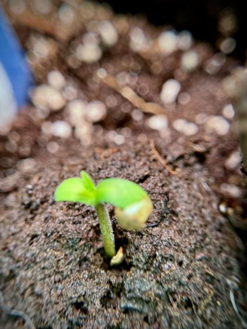 Catching The Ghost Train Haze @ Zamnesia. Week 0 - Germination