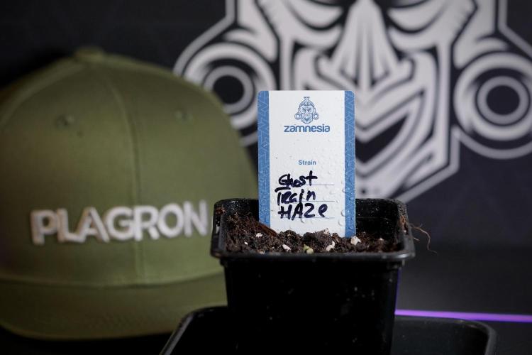 Catching The Ghost Train Haze @ Zamnesia. Week 0 - Germination