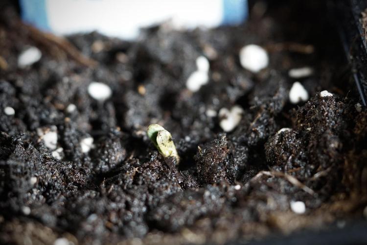 Catching The Ghost Train Haze @ Zamnesia. Week 0 - Germination