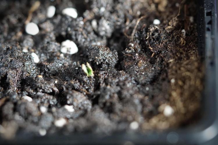 Catching The Ghost Train Haze @ Zamnesia. Week 0 - Germination