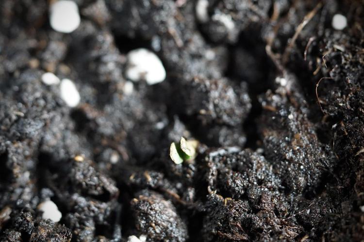 Catching The Ghost Train Haze @ Zamnesia. Week 0 - Germination