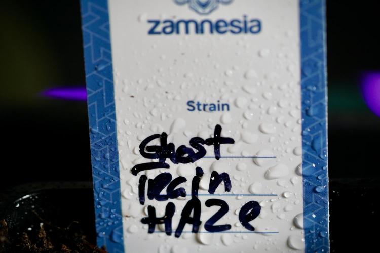 Catching The Ghost Train Haze @ Zamnesia. Week 0 - Germination