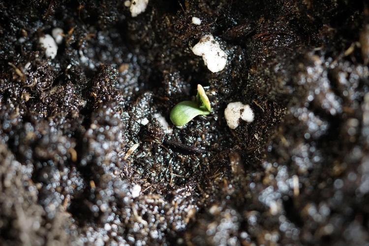 Catching The Ghost Train Haze @ Zamnesia. Week 0 - Germination