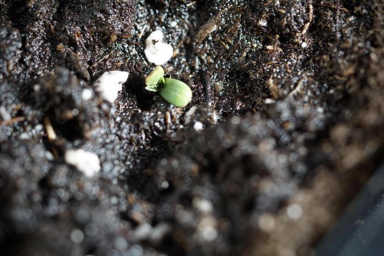 Catching The Ghost Train Haze @ Zamnesia. Week 0 - Germination