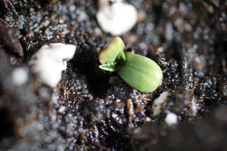Catching The Ghost Train Haze @ Zamnesia. Week 0 - Germination