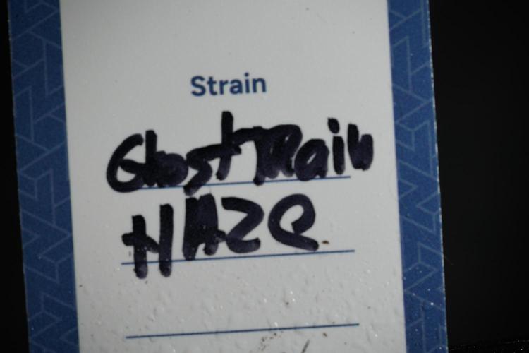 Catching The Ghost Train Haze @ Zamnesia. Week 0 - Germination