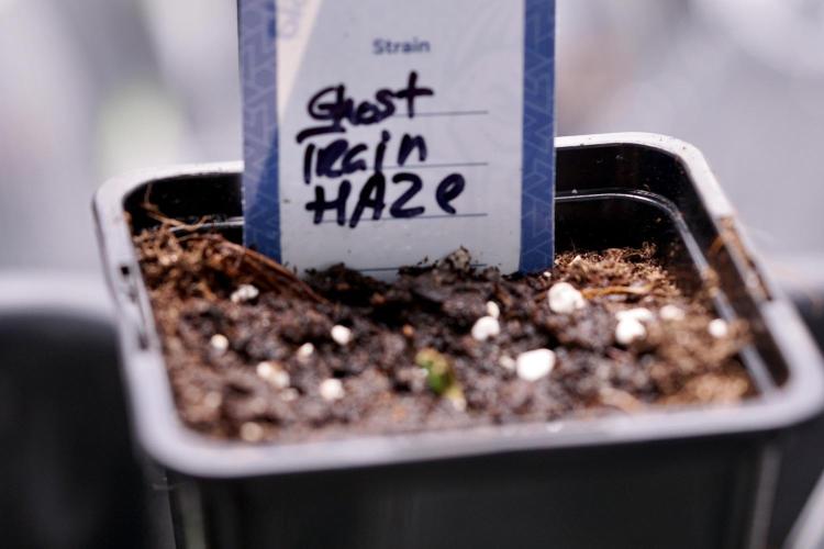 Catching The Ghost Train Haze @ Zamnesia. Week 0 - Germination