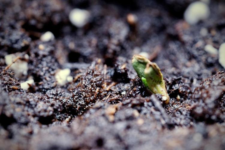 Catching The Ghost Train Haze @ Zamnesia. Week 0 - Germination
