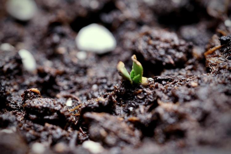 Catching The Ghost Train Haze @ Zamnesia. Week 0 - Germination