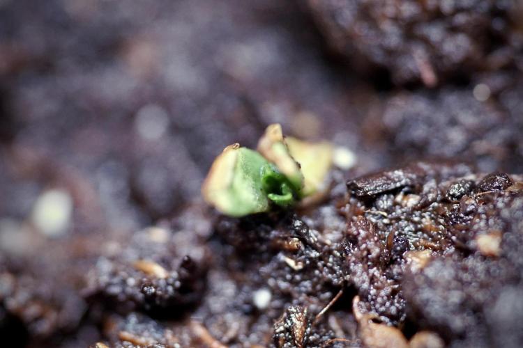 Catching The Ghost Train Haze @ Zamnesia. Week 0 - Germination