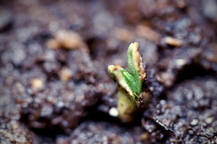 Catching The Ghost Train Haze @ Zamnesia. Week 0 - Germination