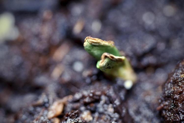 Catching The Ghost Train Haze @ Zamnesia. Week 0 - Germination