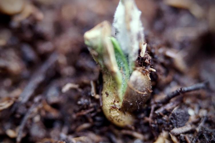 Catching The Ghost Train Haze @ Zamnesia. Week 0 - Germination