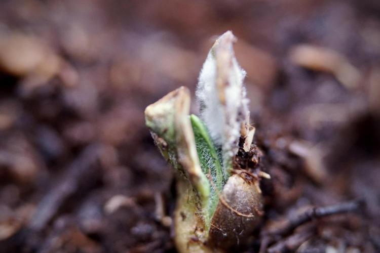 Catching The Ghost Train Haze @ Zamnesia. Week 0 - Germination