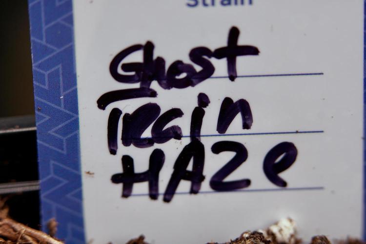 Catching The Ghost Train Haze @ Zamnesia. Week 0 - Germination