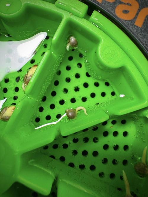 Skywalker OG Legends of the 12/12 Galaxy. Week 0 - Germination