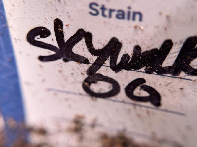 Skywalker OG Legends of the 12/12 Galaxy. Week 0 - Germination