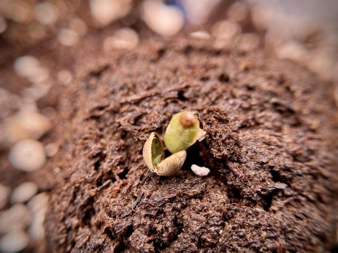 Skywalker OG Legends of the 12/12 Galaxy. Week 0 - Germination