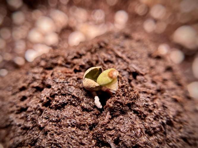 Skywalker OG Legends of the 12/12 Galaxy. Week 0 - Germination