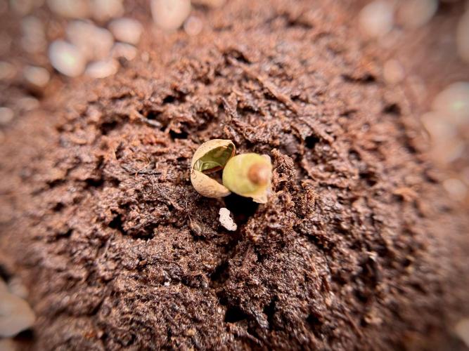 Skywalker OG Legends of the 12/12 Galaxy. Week 0 - Germination