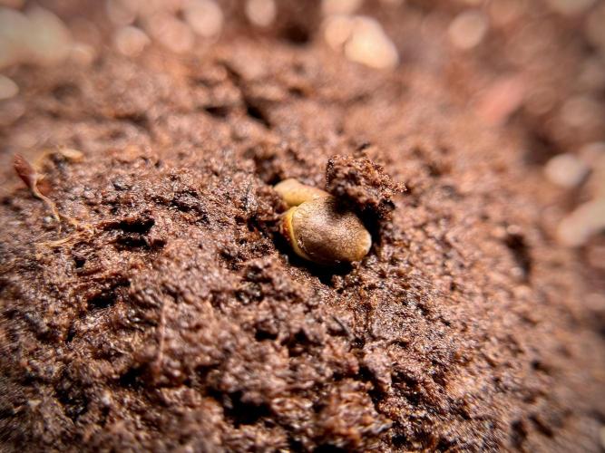 Skywalker OG Legends of the 12/12 Galaxy. Week 0 - Germination