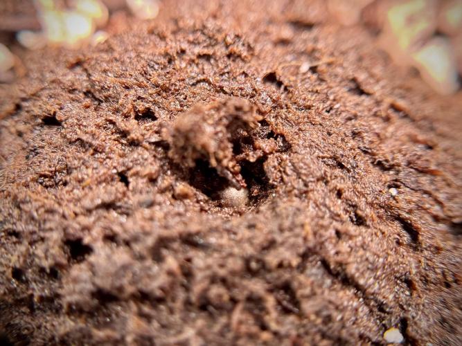 Skywalker OG Legends of the 12/12 Galaxy. Week 0 - Germination