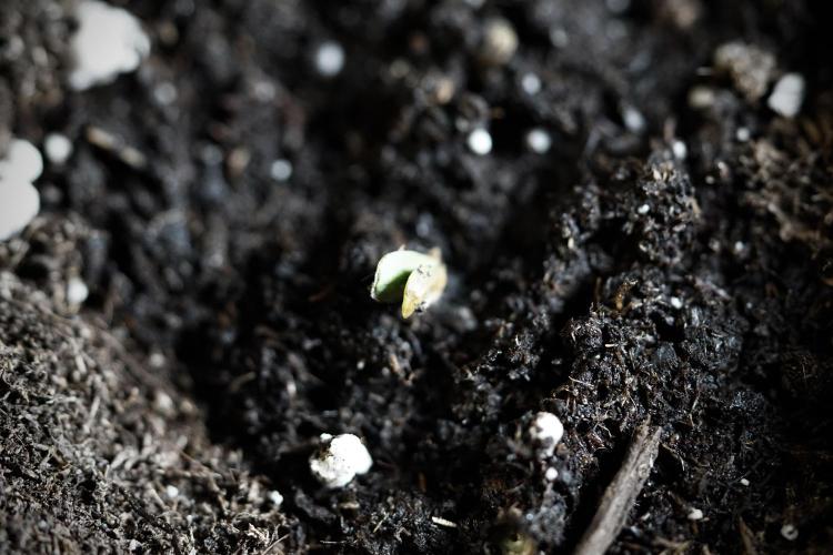 Skywalker OG Legends of the 12/12 Galaxy. Week 0 - Germination