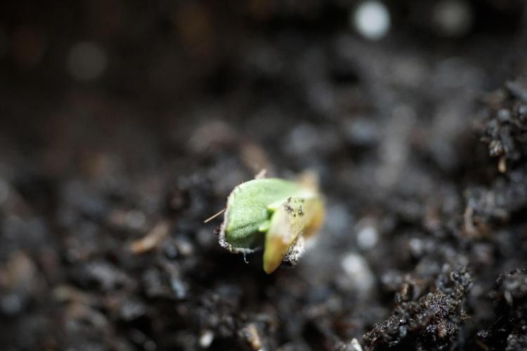 Skywalker OG Legends of the 12/12 Galaxy. Week 0 - Germination