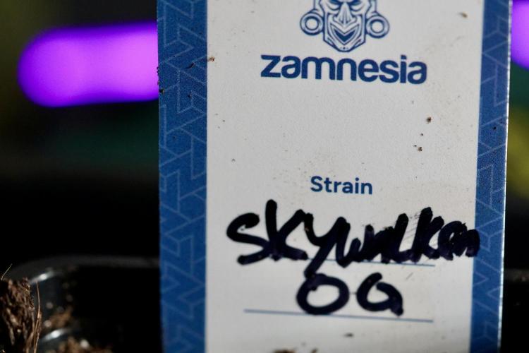 Skywalker OG Legends of the 12/12 Galaxy. Week 0 - Germination