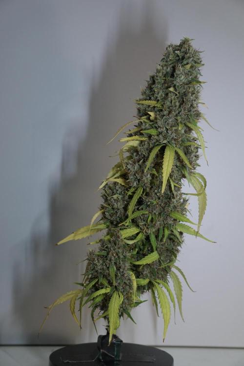 Dognabis 035 Permanent Marker (Zamnesia). Week 14 - PM #1