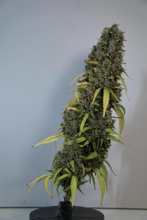 Dognabis 035 Permanent Marker (Zamnesia). Week 14 - PM #1