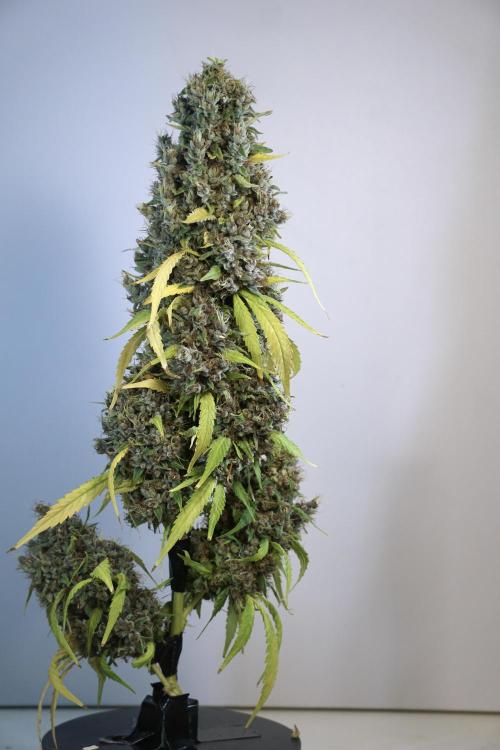 Dognabis 035 Permanent Marker (Zamnesia). Week 14 - PM #1