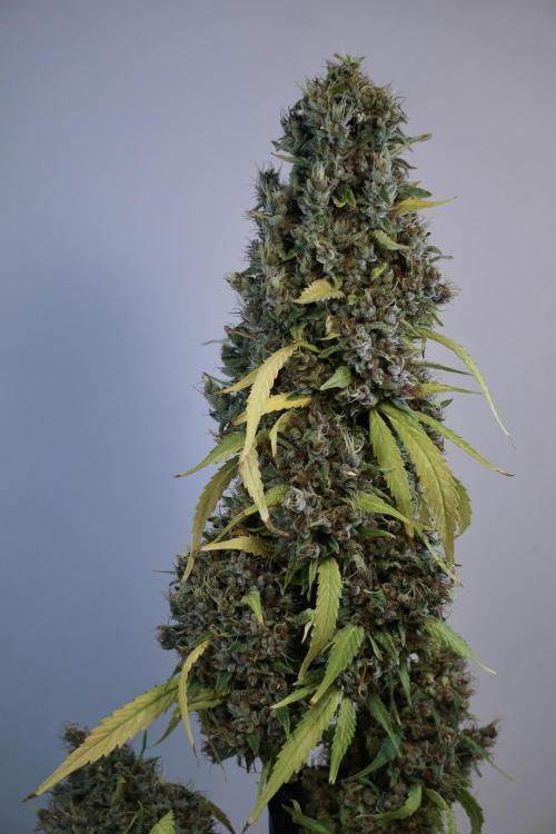 Dognabis 035 Permanent Marker (Zamnesia). Week 14 - PM #1