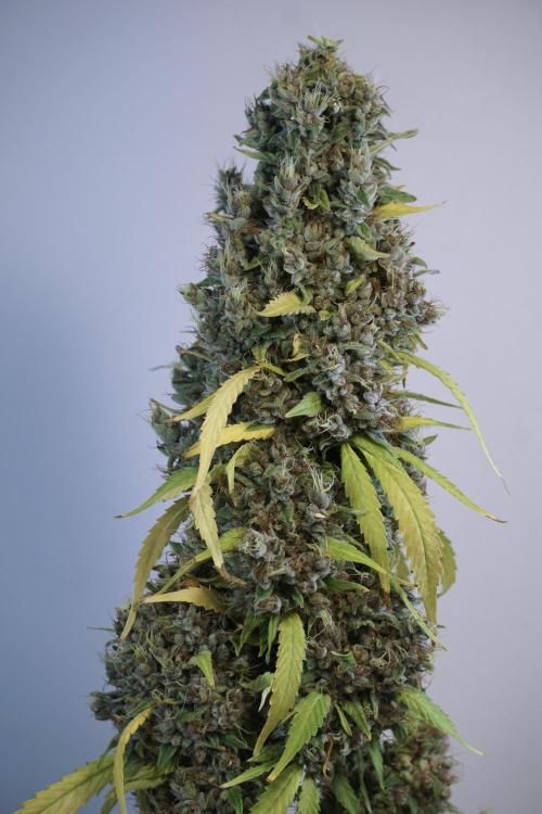 Dognabis 035 Permanent Marker (Zamnesia). Week 14 - PM #1