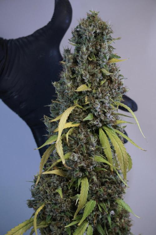 Dognabis 035 Permanent Marker (Zamnesia). Week 14 - PM #1