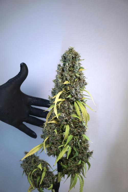 Dognabis 035 Permanent Marker (Zamnesia). Week 14 - PM #1