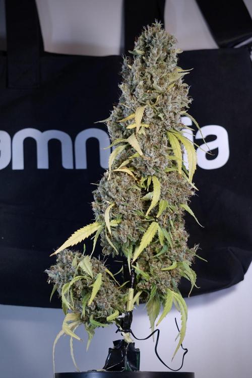 Dognabis 035 Permanent Marker (Zamnesia). Week 14 - PM #1