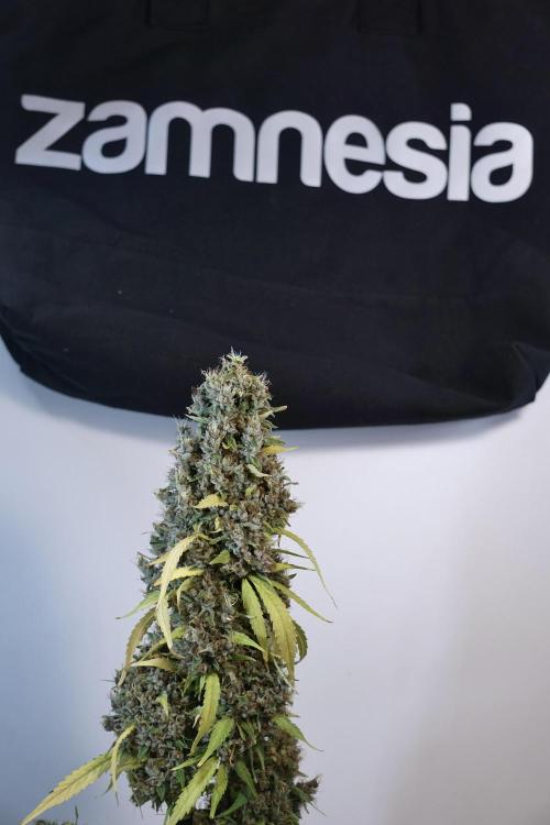 Dognabis 035 Permanent Marker (Zamnesia). Week 14 - PM #1