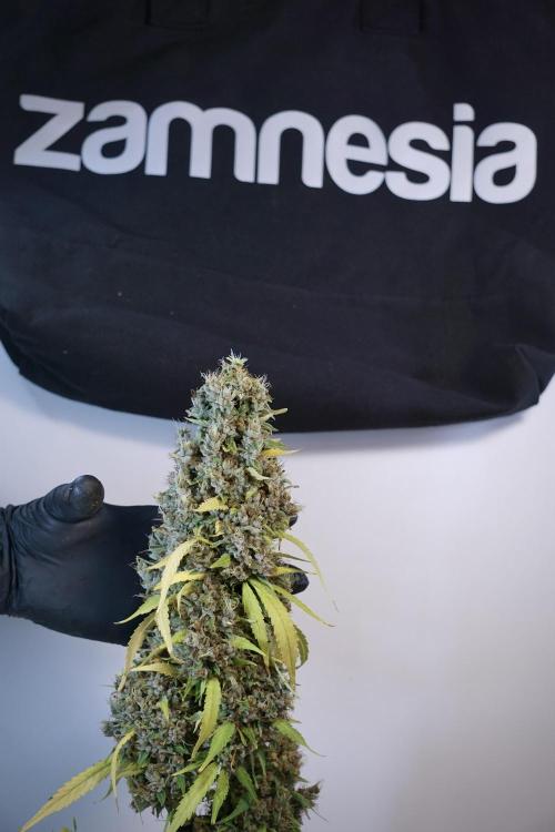 Dognabis 035 Permanent Marker (Zamnesia). Week 14 - PM #1