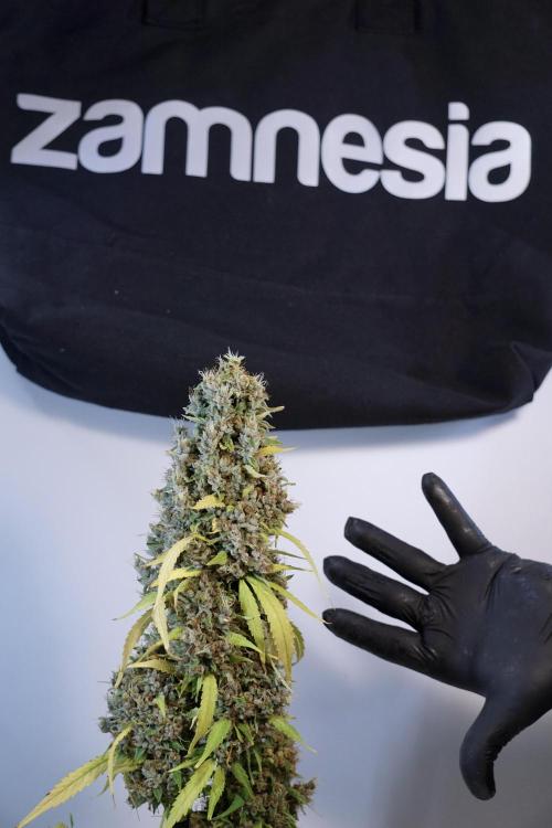 Dognabis 035 Permanent Marker (Zamnesia). Week 14 - PM #1