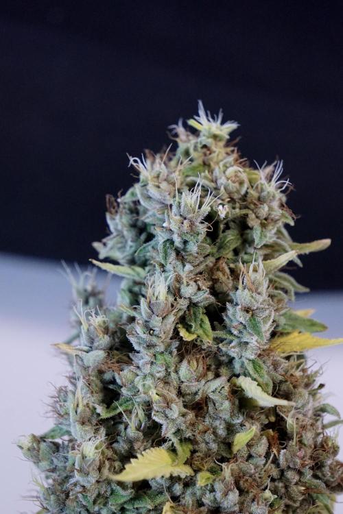 Dognabis 035 Permanent Marker (Zamnesia). Week 14 - PM #1