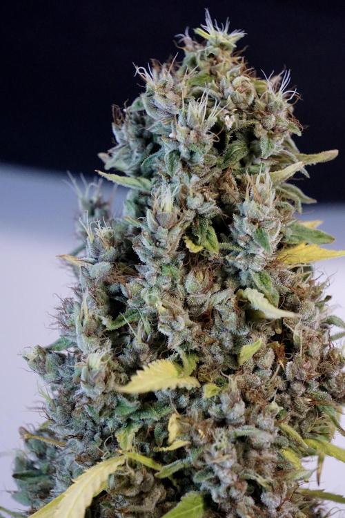 Dognabis 035 Permanent Marker (Zamnesia). Week 14 - PM #1