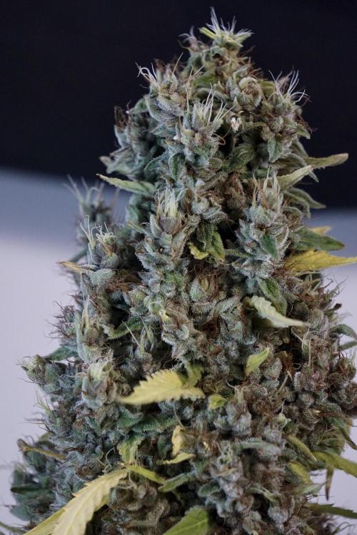 Dognabis 035 Permanent Marker (Zamnesia). Week 14 - PM #1