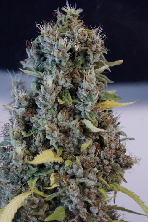 Dognabis 035 Permanent Marker (Zamnesia). Week 14 - PM #1