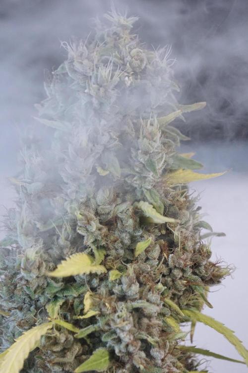 Dognabis 035 Permanent Marker (Zamnesia). Week 14 - PM #1